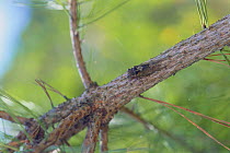 Chi-chi Zemi Cicada {Cicadetta radiator} female on branch, Japan