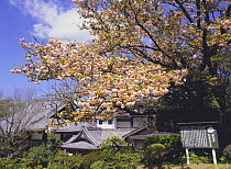 Cherry blossom in sping, {Prunus / Cerasus lannesiana 'Mirabilis'}  Nagasaki, Japan, April