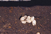 Japanese Grass Lizard {Takydromus tachydromoides} eggs laid under a stone, Japan