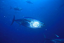 Bluefin Tuna {Thunnus thynnus} captive, Japan