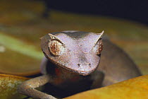 Spear-pointed Leaf-tailed Gecko {Uroplatus ebenaui} close-up, Japan