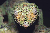 Mossy Leaf-tailed Gecko {Uroplatus sikorae} close-up, Japan