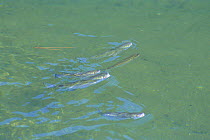 Striped Mullet {Mugil cephalus cephalus} feeding on plankton at water surface, Amami, Kagoshima, Japan