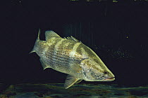 Japanese Lates {Lates japonicus} large fish, 80cm in length, Kochi, Japan