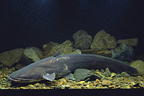 Lake Biwa Catfish {Silurus biwaensis} adult, 85cm in length, Japan