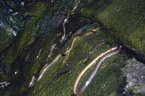Japanese eels {Aguilla japonica} slithering up waterfall on migration, September, Japan