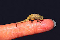 Tiny Leaf Chameleon {Brookesia minima} on a finger, the smallest reptile, captive, occurs Madagascar