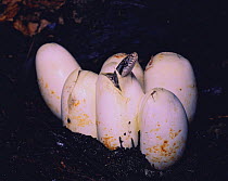 Japanese Ratsnake {Elaphe climacophora} hatching from egg, Japan