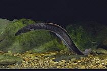 Giant Mottled Eel {Anguilla marmorata} swimming, Japan