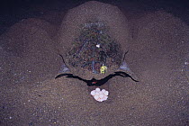 Loggerhead Turtle {Caretta caretta} laying eggs at night, Japan