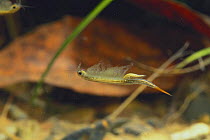Fairy Shrimp {Branchinella kugenumaensis} swimming upsidedown, Japan