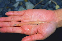 Japanese Icefish on a hand {Salangichthys microdon} Japan