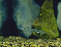 Japanese Icefish {Salangichthys microdon} April, Japan, 10.5 cm long.