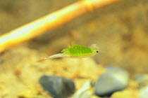 Fairy Shrimp {Branchinella kugenumaensis}swimming upsidedown, May, Japan