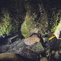 Japanese Giant Salamander {Andrias japonicus} coming out of its nest, Koza River, Wakayama, Japan, August
