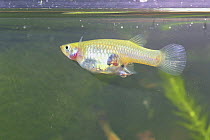 Mosquito Fish {Gambusia affinis} laying eggs, Japan