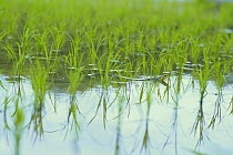 Asian Tiger Snake {Rhabdophis tigrinus tigrinus} swimming in the rice fields, Nara, Japan, may