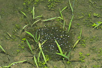 Frogspawn of the Black-spotted Frog {Rana nigromaculata} Japan