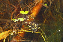 Frogspawn of Japanese Tree Frog {Hyla japonica} Japan, april