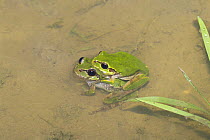 Japanese Tree Frog {Hyla japonica} mating pair, Japan, april