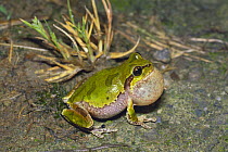 Japanese Tree Frog {Hyla japonica} male vocalising, Japan, april
