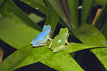 Japanese Tree Frog {Hyla japonica} blue and green colour variations, Japan, september