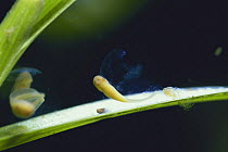 Tadpole hatching from egg of Japanese Tree Frog {Hyla japonica}  Japan, sequence 2/6