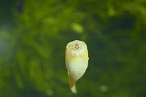 Tadpole of Japanese Tree Frog {Hyla japonica}  showing mouth, Japan