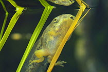 Tadpole of Japanese Tree Frog {Hyla japonica} with back legs developing, Japan, sequence 5/6