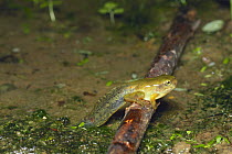Tadpole / froglet of Japanese Tree Frog {Hyla japonica} coming out of water, Japan, sequence 6/6