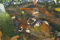 Japanese firebelly newt {Cynops pyrrhogaster} males wagging purple tail in courtship display, Japan, april, sequence 2/7