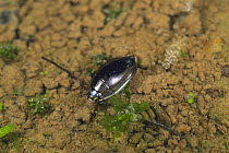 Whirligig beetle {Dineutus orientalis} Japan
