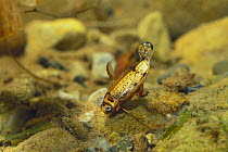 Diving Beetle {Eretes sticticus} with air bubble on its tail, Nara, Japan
