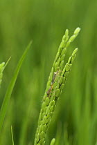 Slender rice bugs {Cletus trigonus} pair mating on ear of rice, Nara, Japan, july