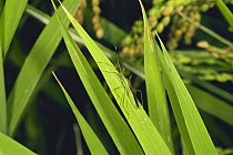 Rice Bug {Leptocorisa chinensis} Japan