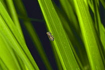 Brown Planthopper {Nilaparvata lugens} on a rice plant, Japan