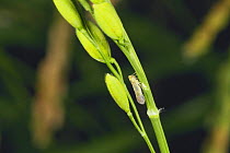 White Backed Planthopper {Sogatella furcifera} on a rice plant, Japan