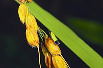 Green Rice Leafhopper {Nephotettix cincticeps} male on rice, Aichi, Japan