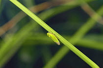 Green Rice Leafhopper {Nephotettix cincticeps} female on rice, Aichi, Japan