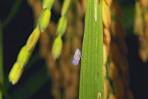 Planthopper {Nisia nervosa} on a rice plant, Japan