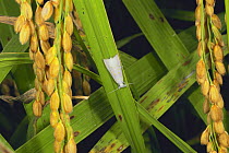 Asiatic Rice Borer {Chilo suppressalis} on a rice plant, Japan