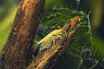 Aquatic Sowbug / Isopod {Asellus hilgendorfi} Japan
