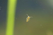 Water Flea {Daphnia sp.} Japan