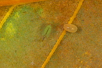 Water flea {Simocephalus vetulus} (left) and Ostracod {Podocopidae} Japan