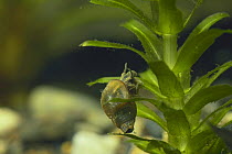 Freshwater snail {Parafossarulus manchouricus japonicus} on aquatic plant, Ako, Hyogo, Japan