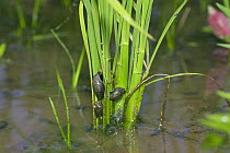 Sewage Snails {Physa acuta} climbing up rice plants, Japan, june