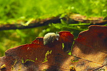 Dwarf Pond Snail {Lymnaea truncatula} Hyogo, Japan, april