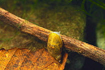 American Ribbed Fluke Snail {Pseudosuccinea columella} Hyogo, Japan