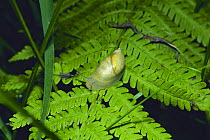 Amber snail {Succinea lauta} Japan