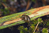 Amber snail {Succinea horticola} Japan